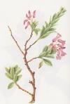 Vegetazione spontanea Rhododendron hirsutum